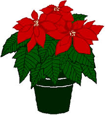 Image of a Poinsettia plant